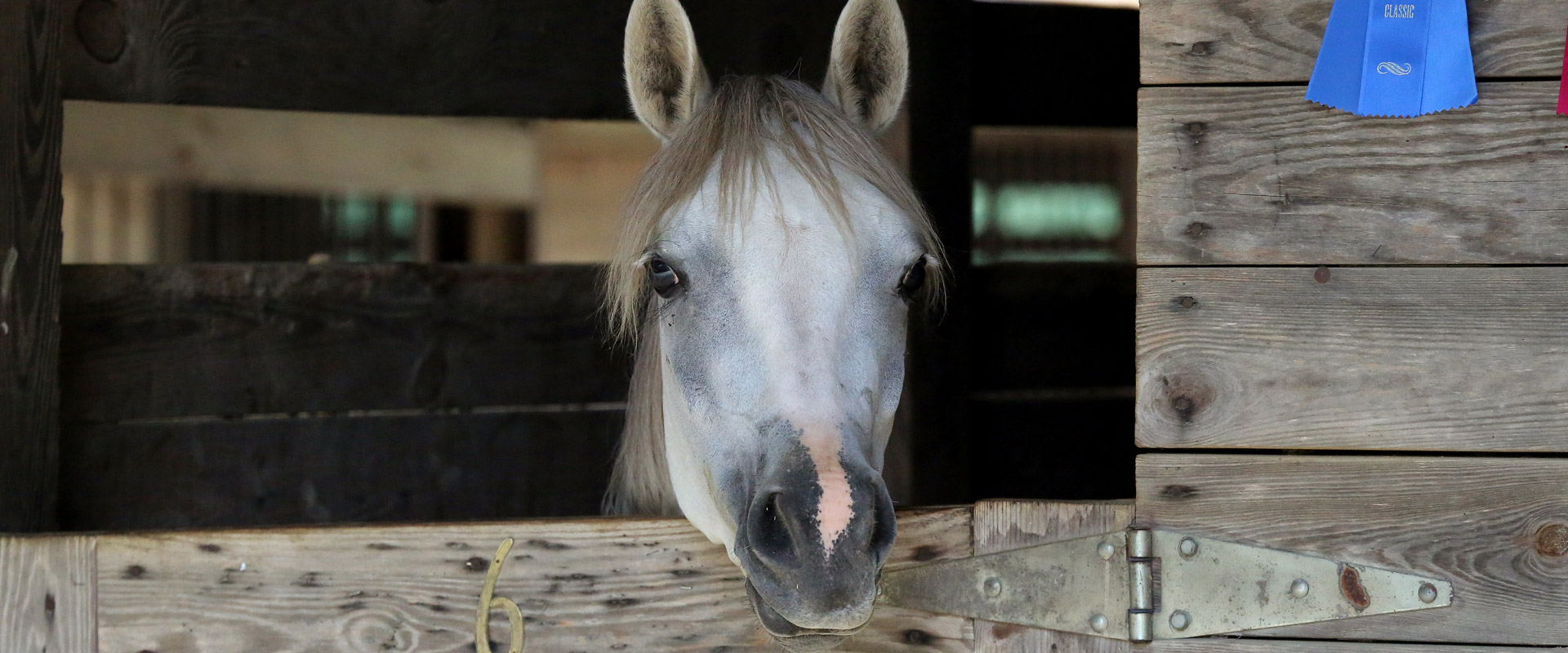 Payback-Mari_74.41%-Crabbet-1920x800