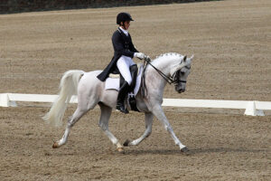 FCF Oberons Vanity - FEI Dressage stallion