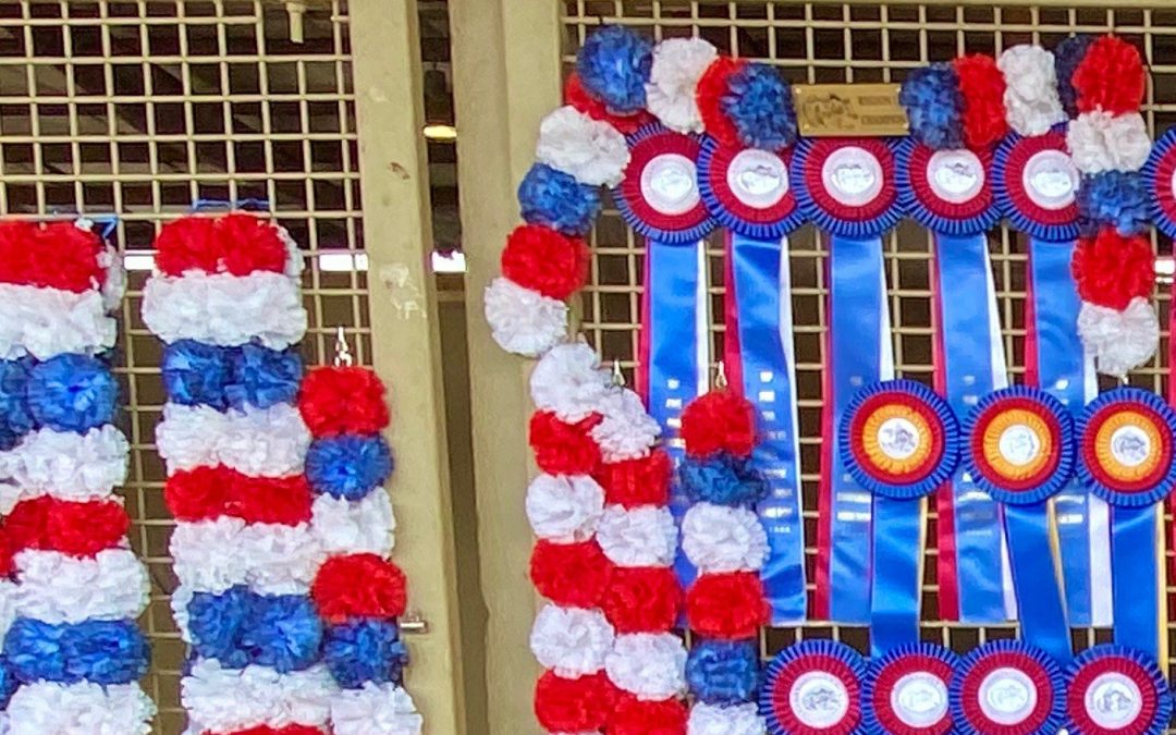 The Gold Team Attacks Region 15 Championship Arabian Horse Show