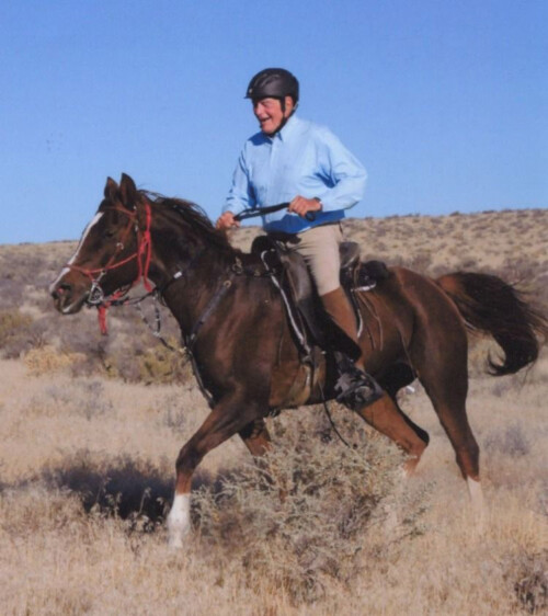 Shamrock DE 100% Crabbet. Terry Doyle Up